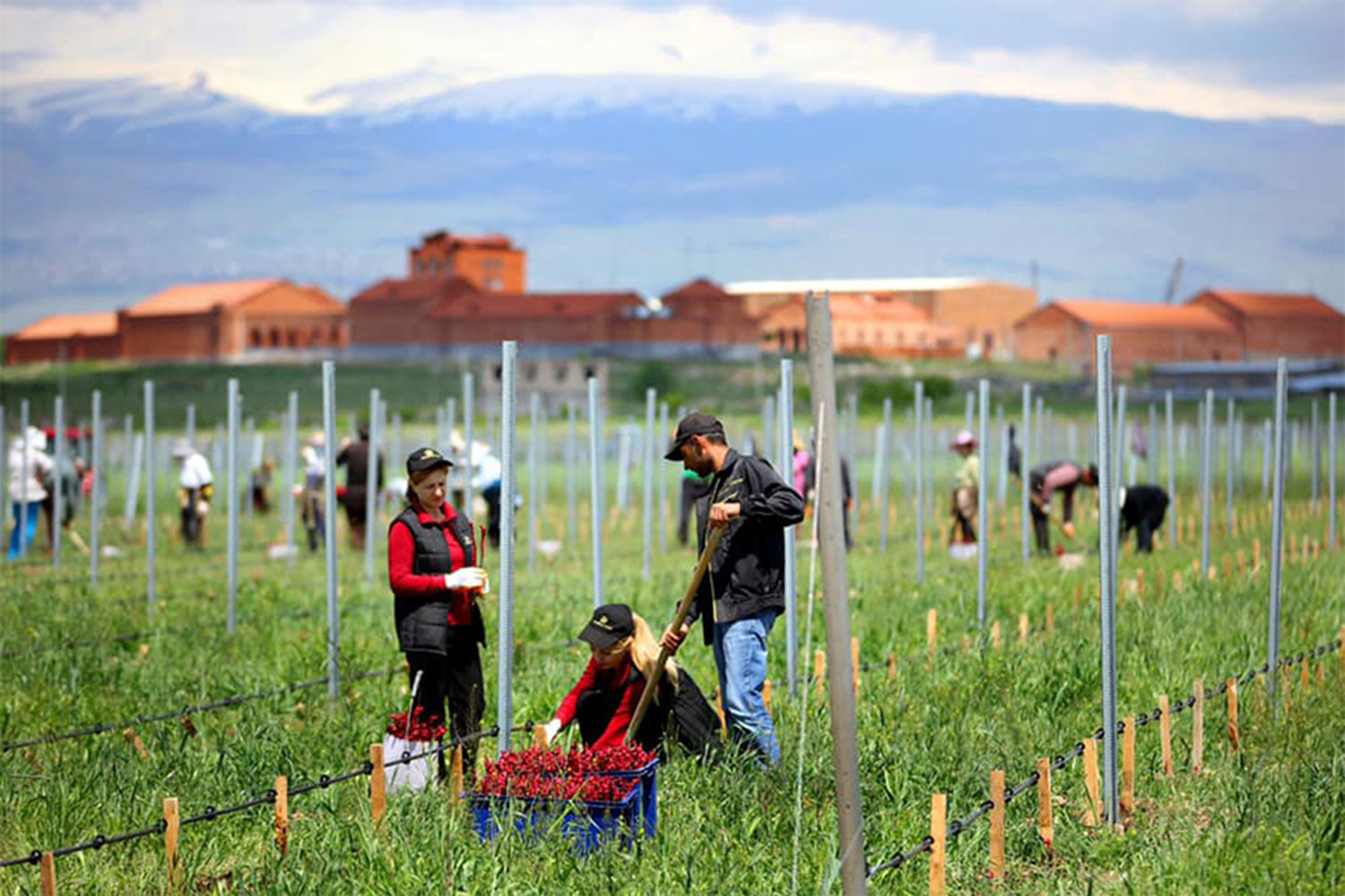 Armenia Wine признана «лучшим производителем Армении»