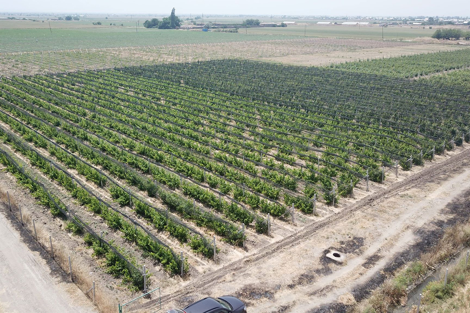 Germans call Armenia a rich “reservoir” of grapevine genotypes 