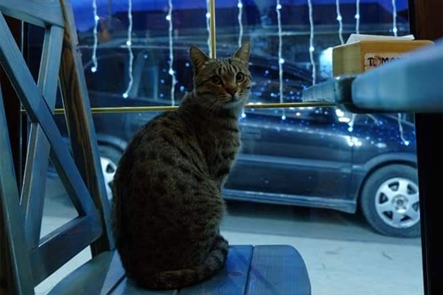 Արցախից Երեւան տեղափոխված Թումանյան'ս ART-ը ու Արցախում մնացած կատուն