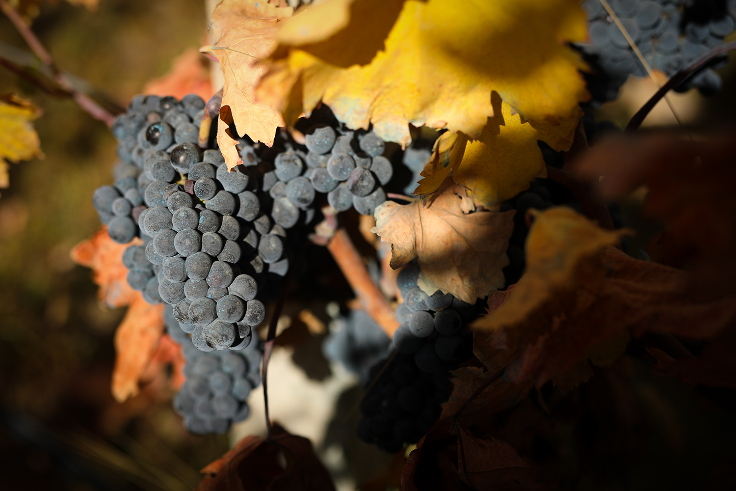 «Կատարոյի աղջիկ» Վերոնիկան եւ Տողից բերված «արմատները» 