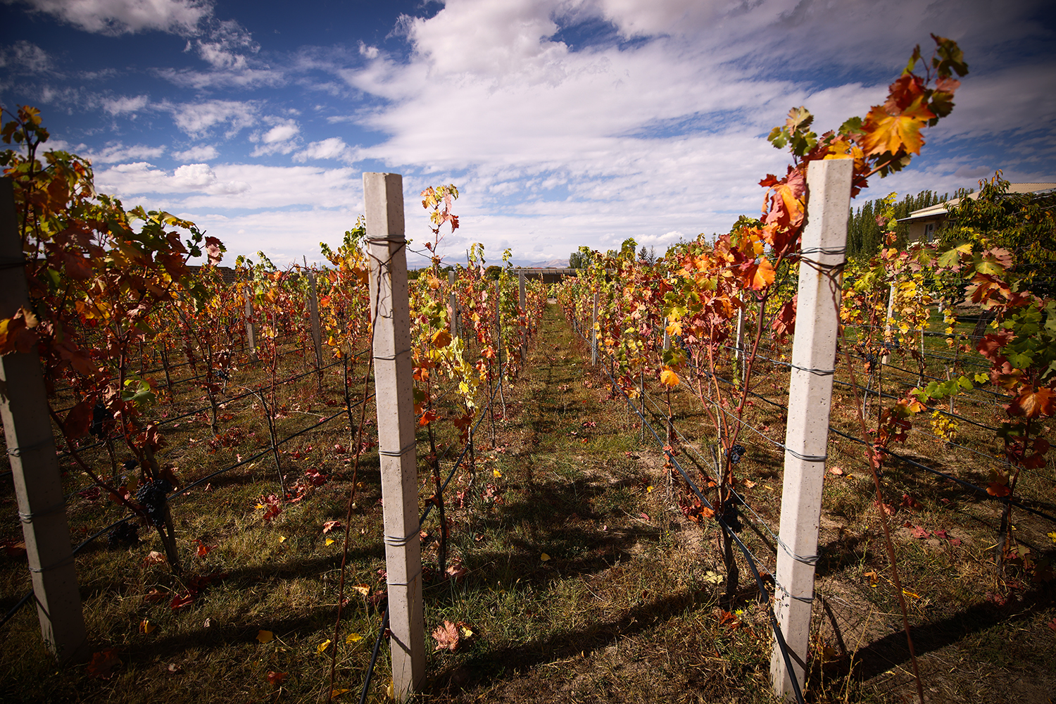 «Կատարոյի աղջիկ» Վերոնիկան եւ Տողից բերված «արմատները» 