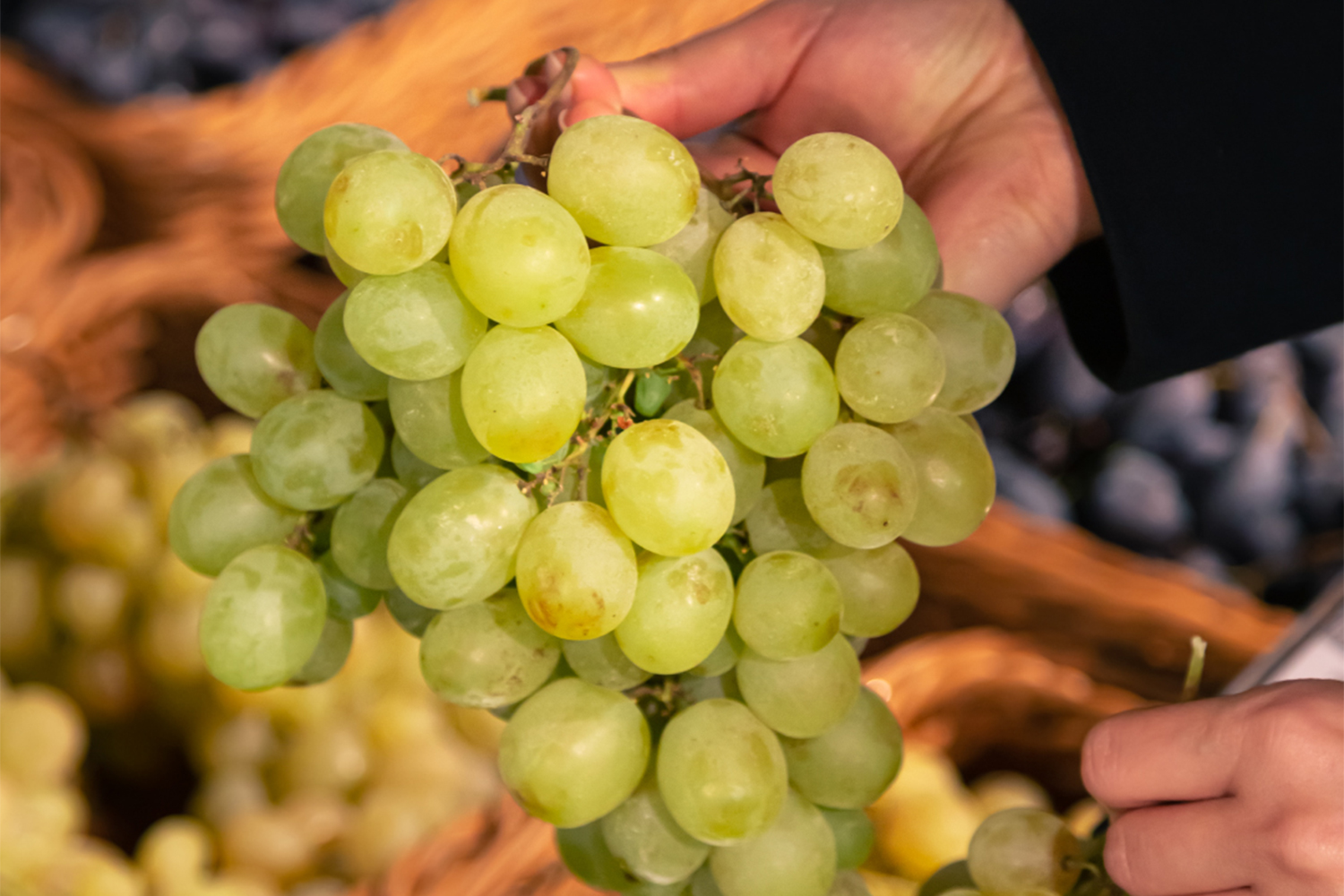 Լալվարին ու Կարմրահյութը բացահայտող «Կինէա» գինիները