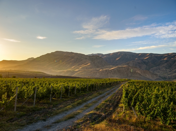 8 фактов о вине Noah of Areni – золотом медалисте Decanter World Wine