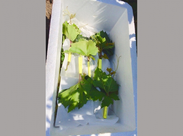 Продолжается сбор генетических ресурсов армянского винограда 