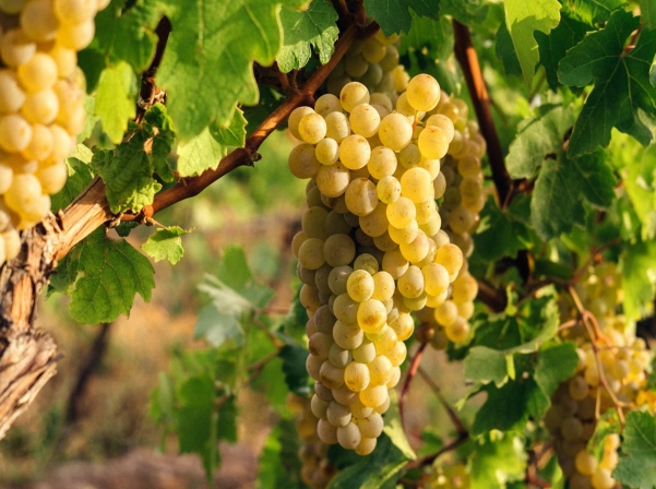 Продолжается сбор генетических ресурсов армянского винограда 