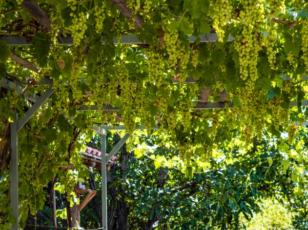 «Ոսկեհատ» գինու փառատոնը հրավիրում է Աշտարակ