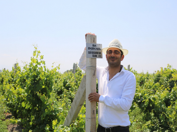 Կոլեկցիոն այգում կծնվեն առաջին փորձնական գինիները 