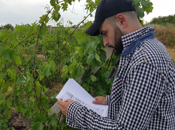 Կոլեկցիոն այգում կծնվեն առաջին փորձնական գինիները 