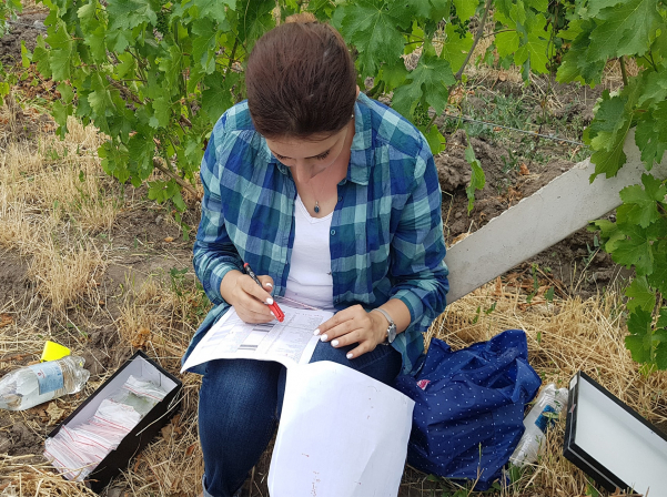 Կոլեկցիոն այգում կծնվեն առաջին փորձնական գինիները 