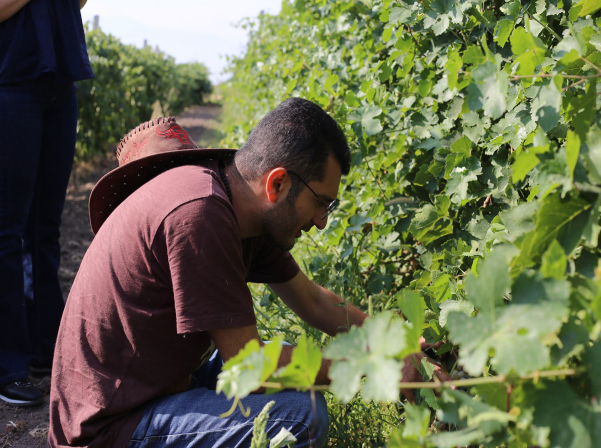 Կոլեկցիոն այգում կծնվեն առաջին փորձնական գինիները 