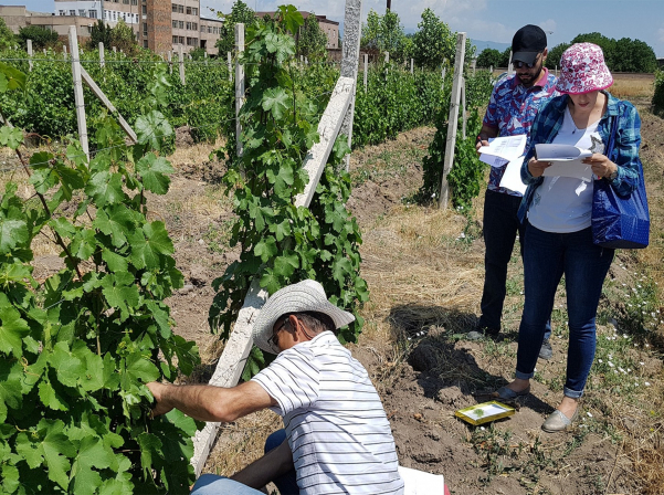 Կոլեկցիոն այգում կծնվեն առաջին փորձնական գինիները 