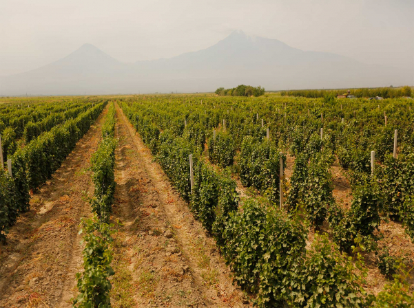 ARARAT կոնյակի ծնունդը