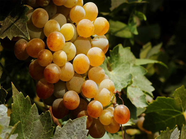 ARARAT կոնյակի ծնունդը