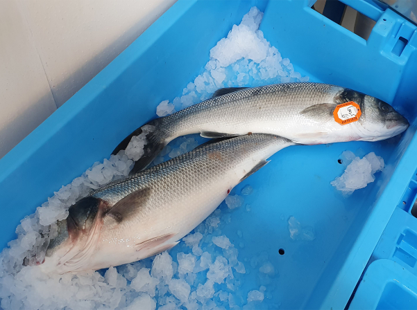 Բրետանի ափից՝ Երեւանի կենտրոն 