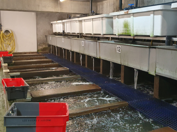 Բրետանի ափից՝ Երեւանի կենտրոն 