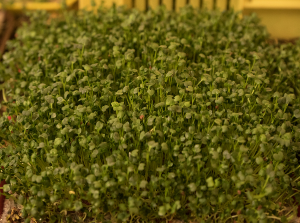 Միկրոկանաչիներ՝ ինժեներ Անահիտի «մանրադիտակով» անցած 