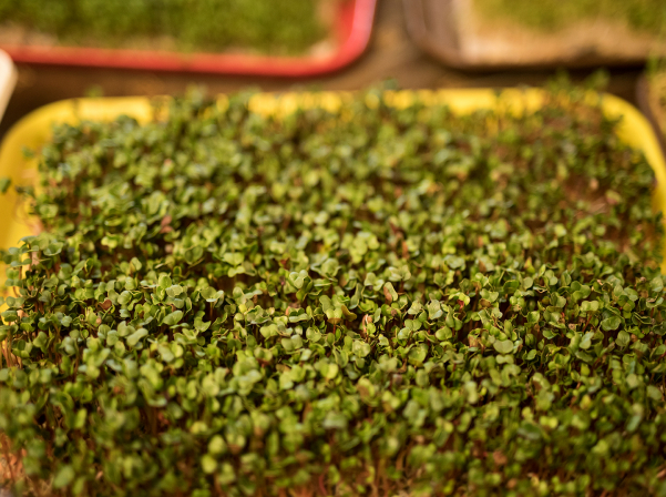 Միկրոկանաչիներ՝ ինժեներ Անահիտի «մանրադիտակով» անցած 