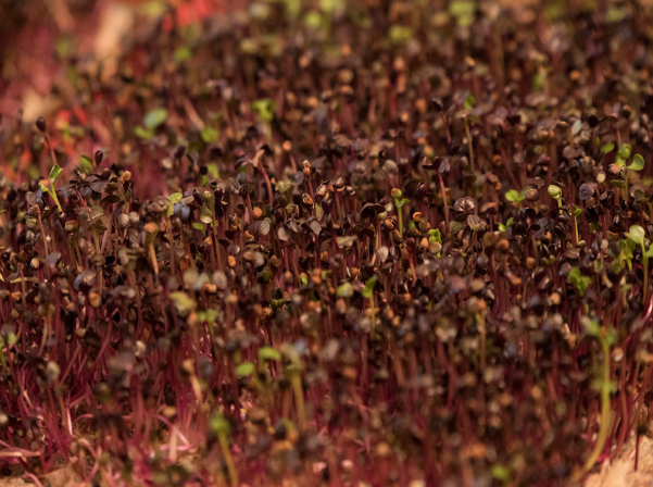 Միկրոկանաչիներ՝ ինժեներ Անահիտի «մանրադիտակով» անցած 