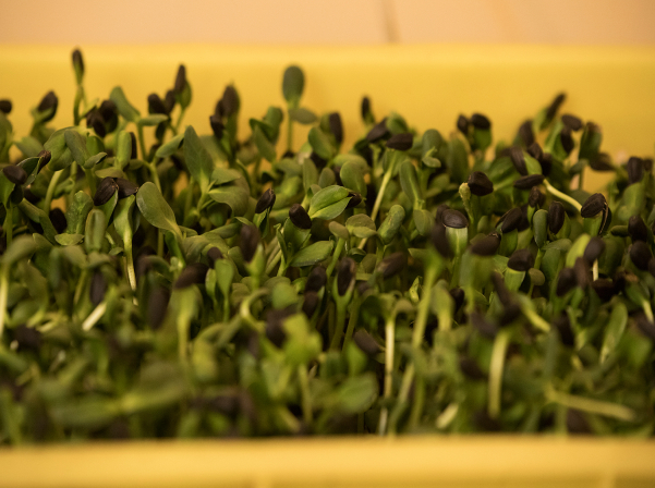 Միկրոկանաչիներ՝ ինժեներ Անահիտի «մանրադիտակով» անցած 