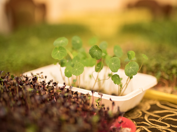 Միկրոկանաչիներ՝ ինժեներ Անահիտի «մանրադիտակով» անցած 