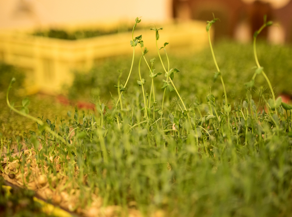 Միկրոկանաչիներ՝ ինժեներ Անահիտի «մանրադիտակով» անցած 