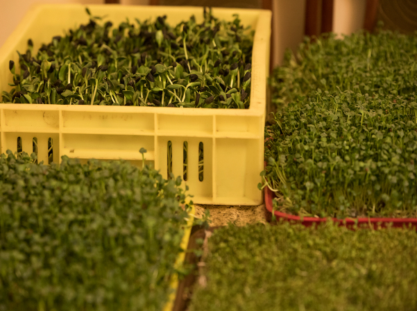 Միկրոկանաչիներ՝ ինժեներ Անահիտի «մանրադիտակով» անցած 