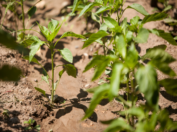 Самвел Мачанян: Красное Alluria - это богатырь, белое - красавица-дикарка 