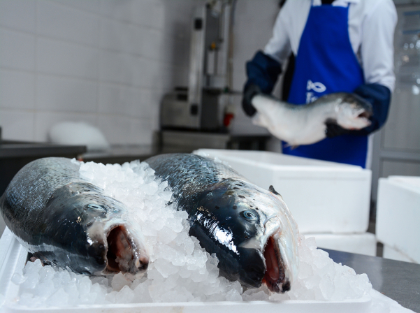 Fresh seafood by Food Republic’s online store 