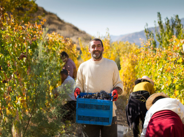 COVID-19-ի վտանգները Հայաստանի գինու եւ կոնյակի ոլորտների համար