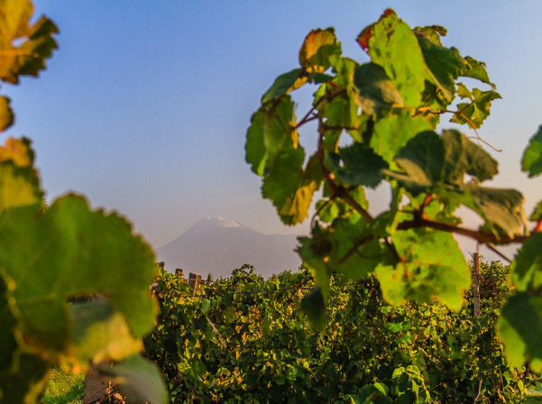 Սամվել Մաչանյանը խոսել է AlluriaWines-ի «գաղտնի նախագծի» մասին