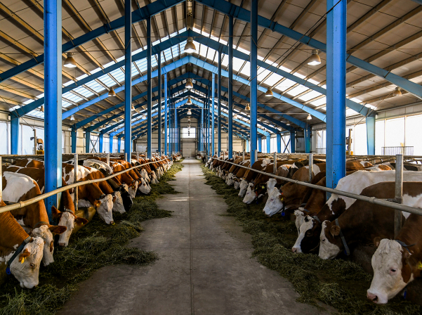 «Yeremyan Products». կաթ եւ կաթնամթերք՝ «Yeremyan Projects»-ից