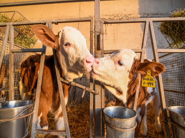 «Yeremyan Products». կաթ եւ կաթնամթերք՝ «Yeremyan Projects»-ից