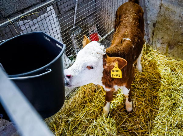 «Yeremyan Products». կաթ եւ կաթնամթերք՝ «Yeremyan Projects»-ից