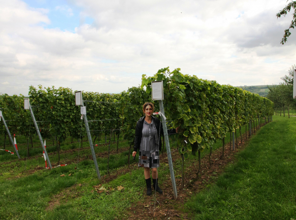 Հայ գիտնականը կբացահայտի հայկական խաղողի անկորիզ սորտերը