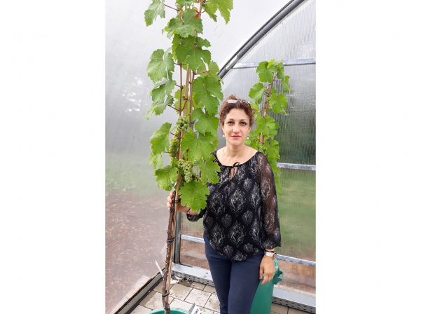 Հայ գիտնականը կբացահայտի հայկական խաղողի անկորիզ սորտերը