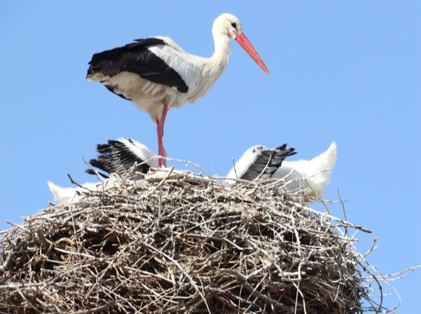 Stork`Տափերականի Կանգունից ծնված եւ բնակարանում պատրաստված գինին