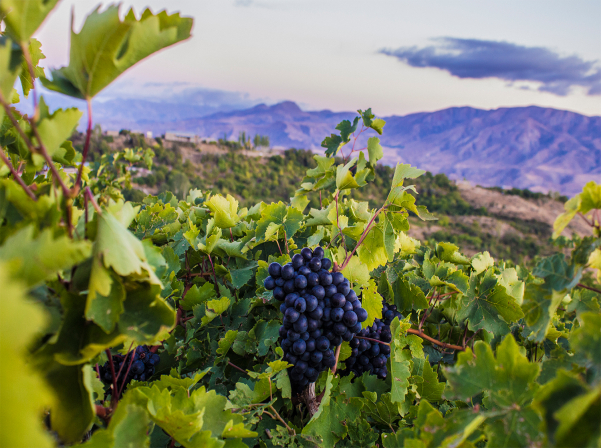 Կառավարությունը գինեգործներին առաջարկում է արտոնյալ վարկեր