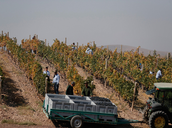 Armenia to have a virus-free database of local grape varieties