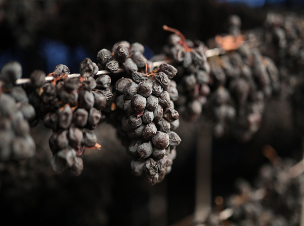 Վահագն Գեւորգյան. Գինեգործը պետք է ազնիվ լինի ինքն իր հետ