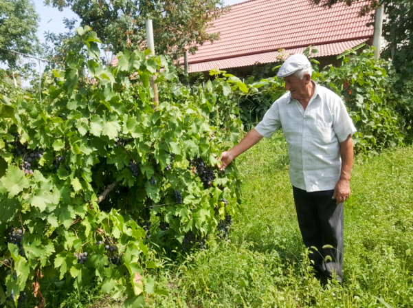 Տավուշի գինիներն ու Շամշադինի համերը՝ Այգեպանի տնակում