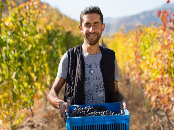 Հայկական խաղողի լայնածավալ գենոմային ուսումնասիրություն կիրականացվի