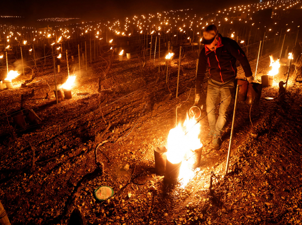 Морозы уничтожили значительную часть урожая французских виноделов