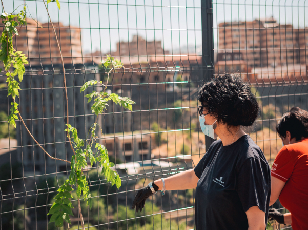 Երեւանի կոնյակի գործարանը «Կենդանի կանաչ պատ» է հիմնել