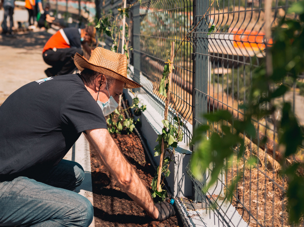 Երեւանի կոնյակի գործարանը «Կենդանի կանաչ պատ» է հիմնել