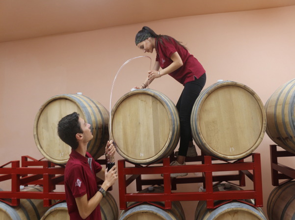 EVN Գինու ակադեմիայի «խմորումները», կրթական ծրագրերն ու գինիները