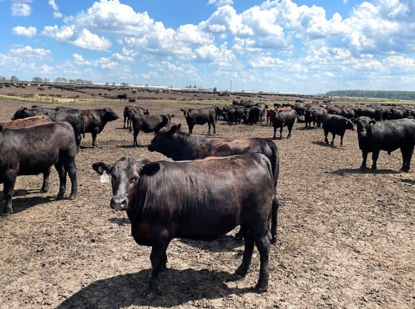 Դավիթ Երեմյան. Հայաստանում գյուղատնտեսության զարգացման հզոր ներուժ կա 