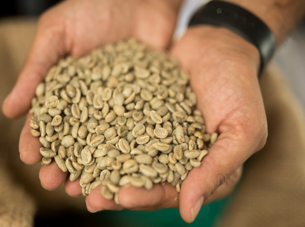 Lumen Coffee-ի ցիկլը՝ կանաչ սուրճի բովումից մինչեւ գավաթ