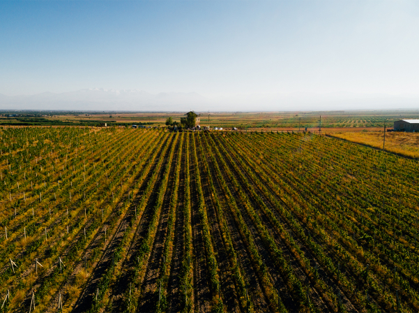 Voskeni Wines-ում կկայանա «Երաժշտության եւ գինու տոնակատարությունը»