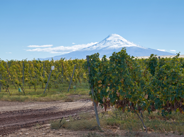 Արմավիրի մարզը կդառնա գինու զբոսաշրջային ուղղություն