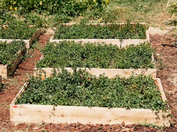 Akos Tea Home. Շիրակամուտի անանուխի ու գաթայի բույրով թեյատունը